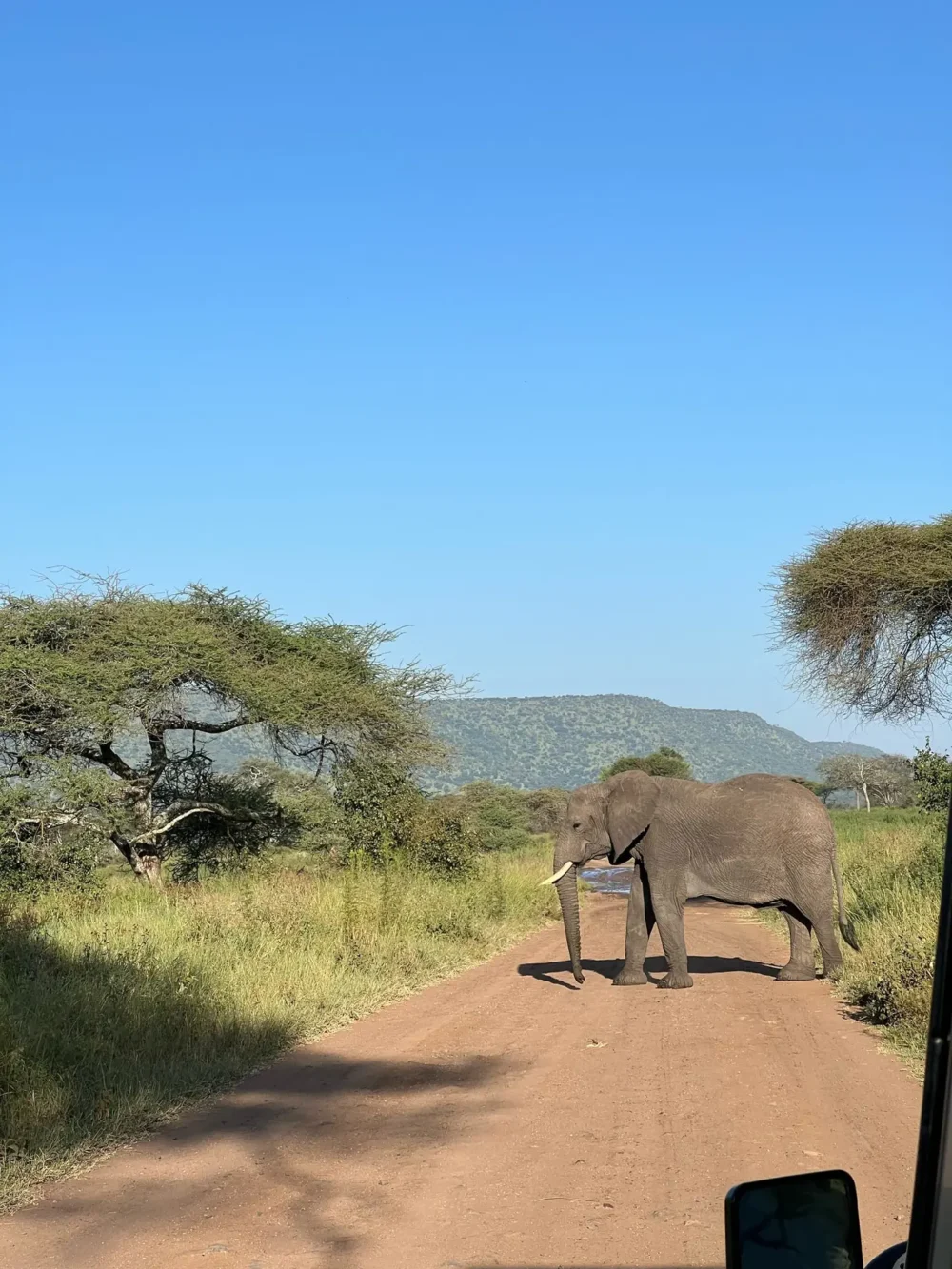 Tanzania Summer Safari - Image 4