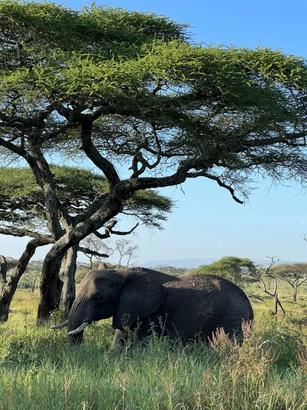 Tanzania Summer Safari - Image 7